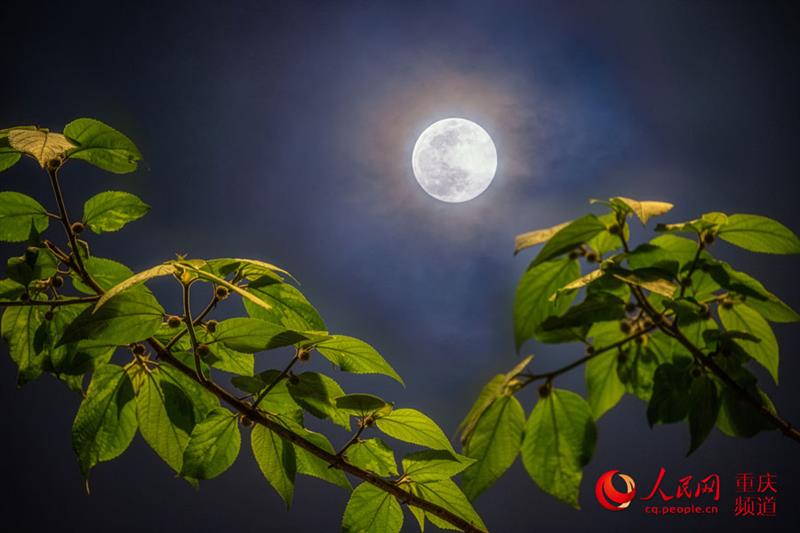月是故鄉(xiāng)明，這一輪明月勾起了你的思念嗎？（攝于重慶渝中）。 戴建峰攝 