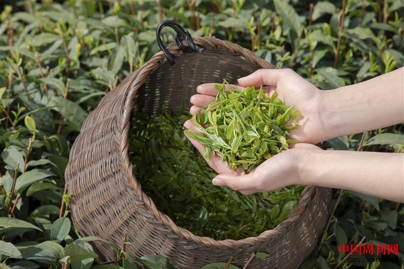 攝圖網(wǎng)_501604303_茶園姑娘手捧新茶手部特寫(xiě)(企業(yè)商用).jpg