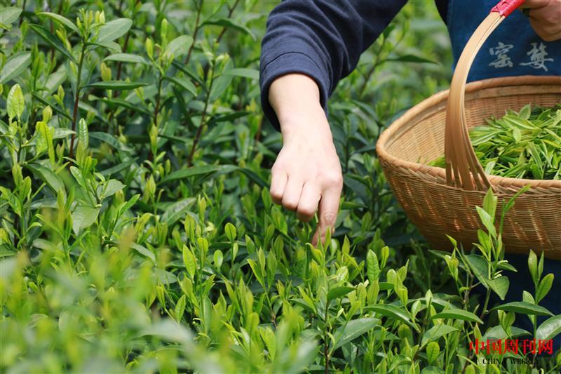 攝圖網(wǎng)_501572363_采茶的手特寫(xiě)(企業(yè)商用).jpg